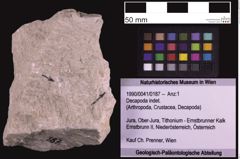 Foto (Objekt + Etiketten) von Decapoda indet. (NHMW-GEO-1990-0041-0187)